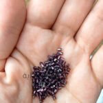 كسر تشيكي / موف - اصلي