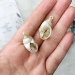 خيرات البحر - صناعي / صدف سرطان البحر