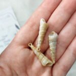 خيرات البحر - صناعي / كيمو كونو