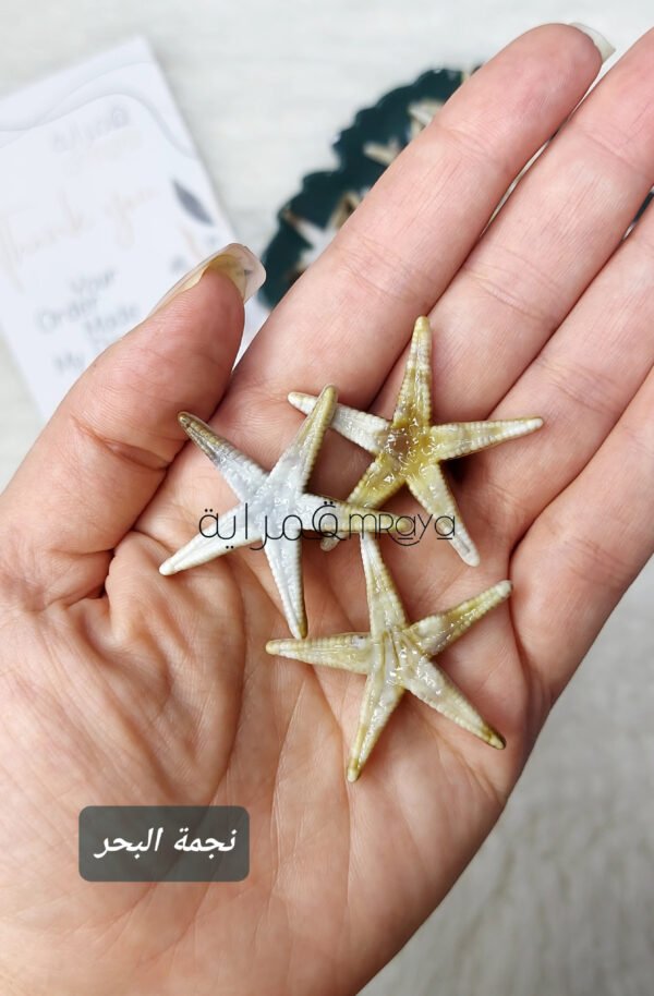 خيرات البحر - صناعي / نجوم كبيرة