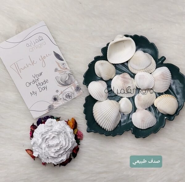 خيرات البحر - طبيعي - صدف ابيض