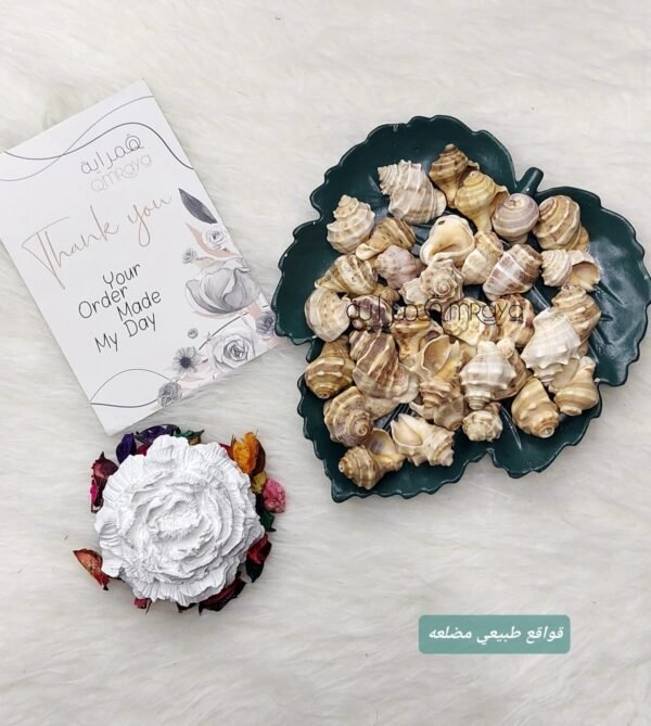 خيرات البحر - طبيعي - قواقع مضلعه